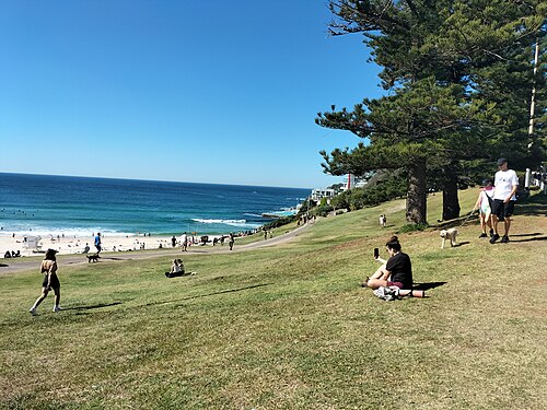 The grass slope of Bondi Park above the sand, pine trees and a paved path running along the top of the beach.