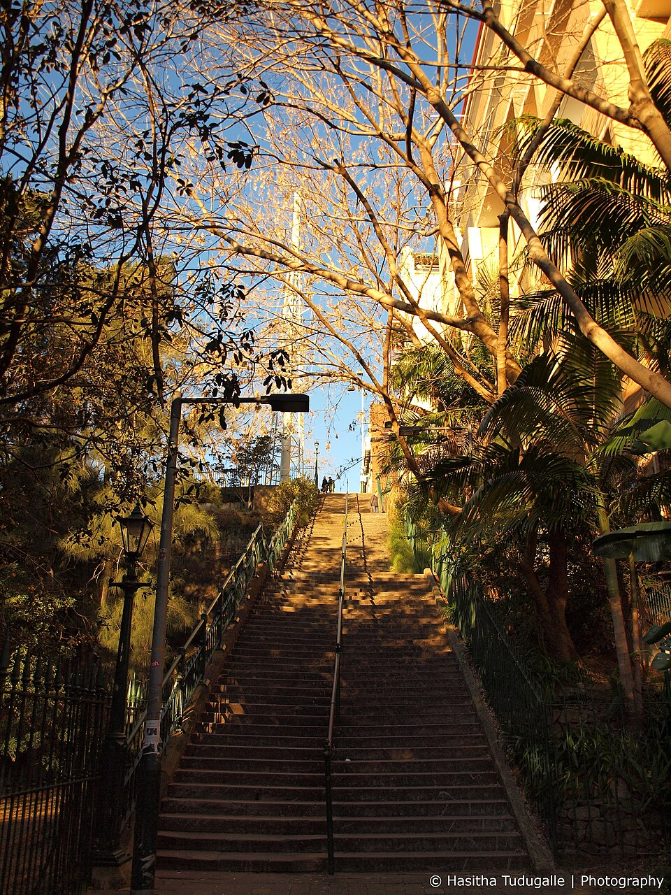 McElhone Stairs climbing away in three flights of sandstone blocks, a wrought iron rail along each side and trees overhanging the steps.