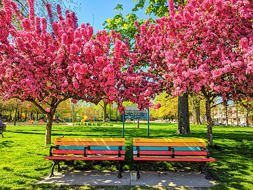 Leslie Grove Park, a row of multicoloured benches under blossoming crabapple trees with a playground visible behind them.