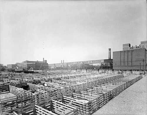 Wooden cattle pens at the Canada Packers stockyards, Keele Street at St. Clair Avenue West, with a Gunns tower and a Maple Leaf Hams and Bacon sign painted on the packing plant behind them.