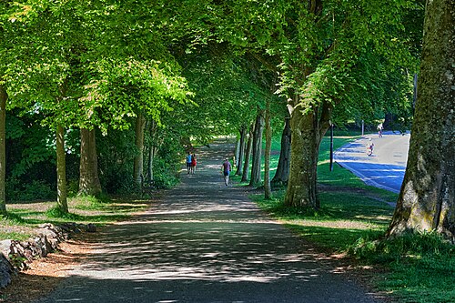 A tree lined gravel avenue on the Downs, mature trees forming a canopy over the path.