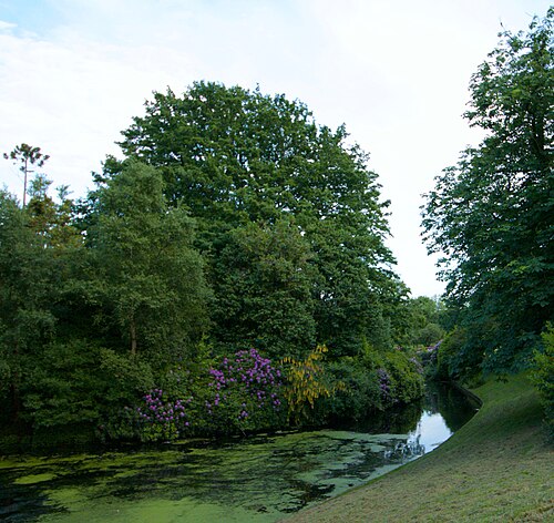 A stretch of the boating lake bordered by purple rhododendrons and a run of yellow laburnum, mature trees closing over the water.