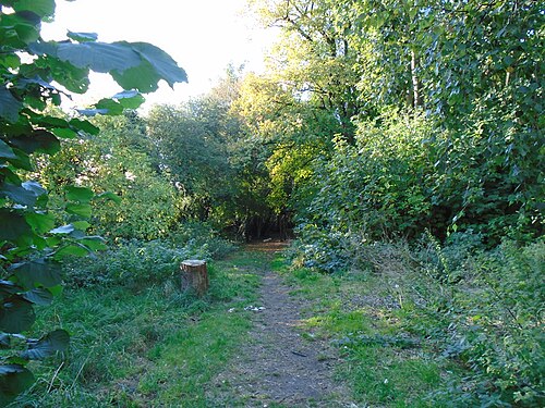 A footpath closing over with tree and shrub cover, light breaking through where the canopy opens.