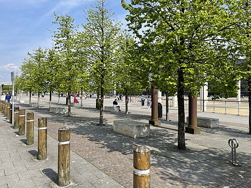 A paved plaza planted with a row of young trees, stone benches and wooden bollards along the walkway.