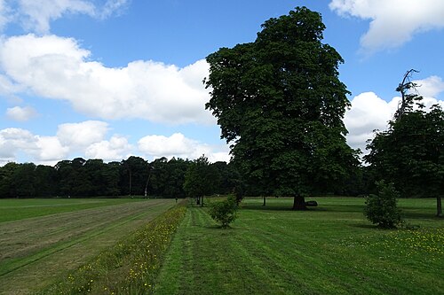 An open playing field cut by a mown path, mature trees standing along both edges.