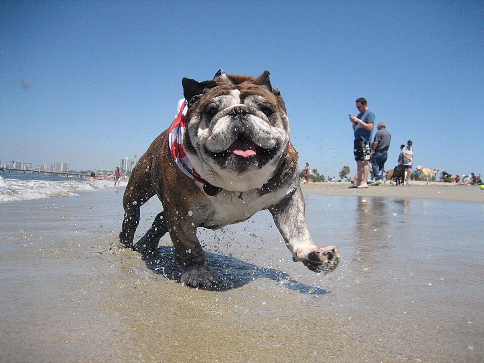 A bulldog running through the surf at Rosie's Dog Beach, other dogs and people on the sand behind it and the Long Beach coastline beyond.