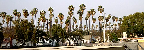 A row of tall palm trees along Leimert Boulevard rising over the rooftops of houses, seen from a distance.