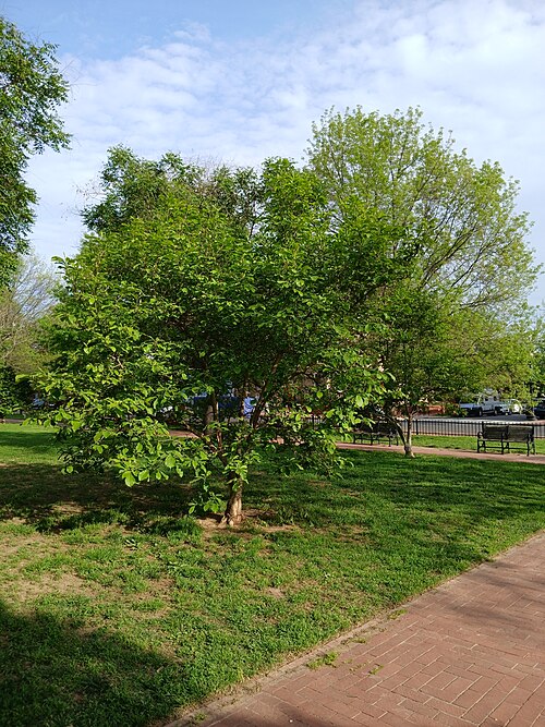 Marion Park, a brick paved path between lawns and mature trees, with a metal bench along the edge.