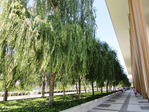 The Kennedy Center's River Terrace, gold toned support columns under the cantilevered roof, a row of weeping willows planted along the walk.