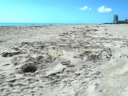 The beach itself, pale sand rippled by wind and tide, the Atlantic flat to the horizon and the South Pointe towers rising at the far end.