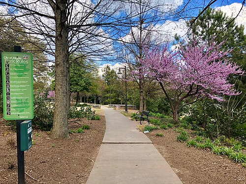 A paved path through Cabbagetown Park, a bench along the side and a redbud tree in bloom.
