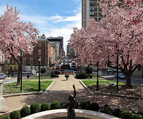 Looking south down Charles Street from Mount Vernon Place, a paved walkway between flowering trees toward the townhouses beyond the park.