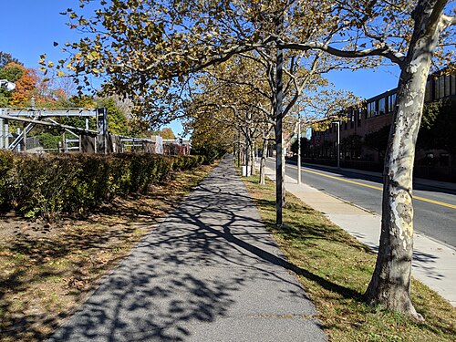A paved path lined with plane trees between a clipped hedge and a two lane street, a brick building visible beyond the treeline.