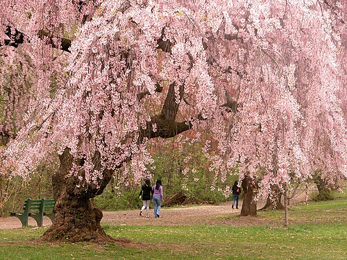 A weeping cherry tree in full bloom in Branch Brook Park, its branches heavy with pale pink blossom over a park bench, two people walking beneath it.