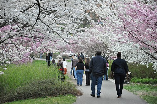 A canopy of white and pink cherry blossom arching over a paved path in Branch Brook Park, people walking underneath it.