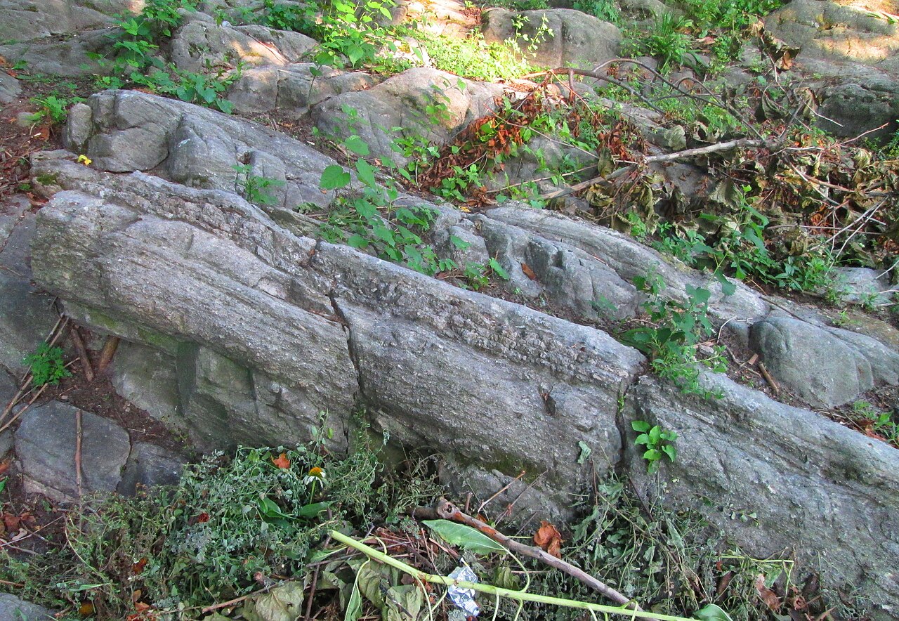 A striated rock outcrop in Isham Park, tilted up out of the ground with weeds growing along the cracks.