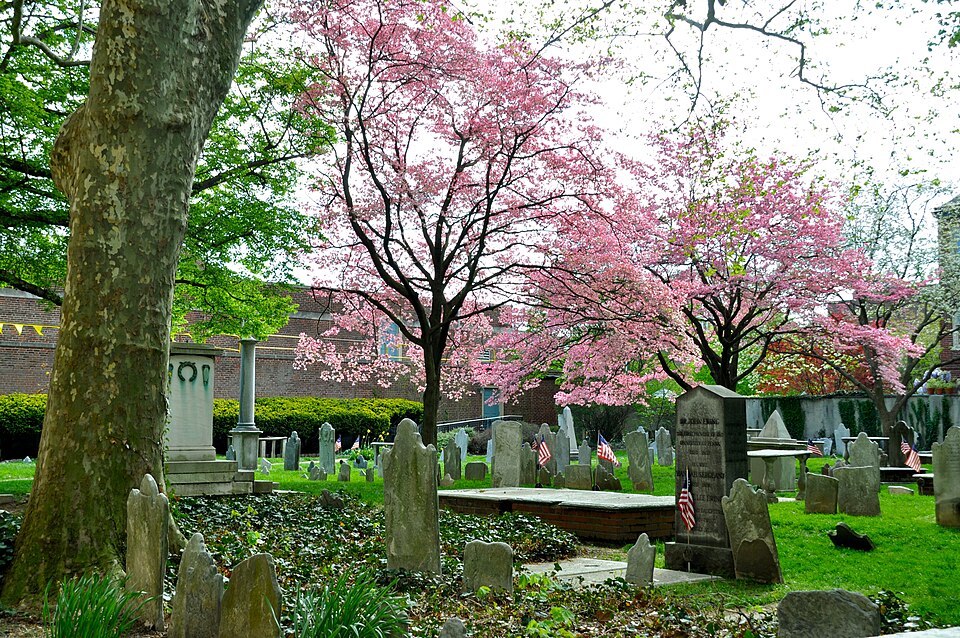 The Old Pine Street Church graveyard, rows of upright eighteenth century grave markers under flowering cherry trees, a brick perimeter wall, apartment towers rising behind.