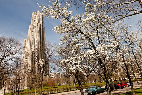 The Cathedral of Learning tower behind blossoming trees along a street with parked cars.