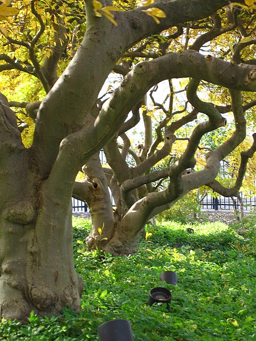 Gnarled tree trunks and autumn leaves in the Phipps Conservatory outdoor garden at the edge of Schenley Park.